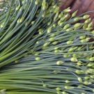 200 Count Vegetable Chinese Garlic Chives Seeds Green Onion Scallion