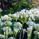 600 Count Vegetable Chinese Garlic Chives Seeds Green Onion Scallion