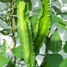 10 Count Vegetable Winged Bean Seeds | Dragon Horned Four Angled Asparagus