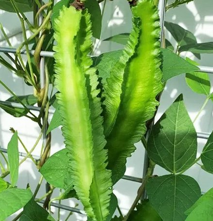 30 Count Vegetable Winged Bean Seeds | Dragon Horned Four Angled Asparagus