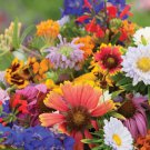 250 Count Flower Birds, Bees, Butterflies - Pollinator Mix Flower Seeds
