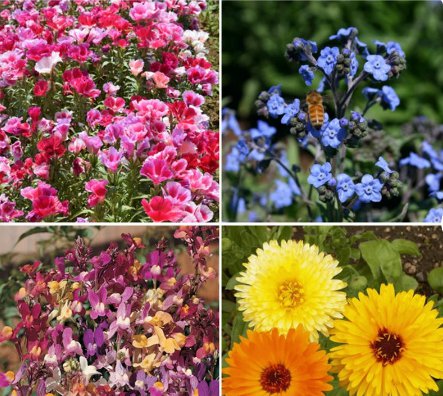 750 Count Flower Birds, Bees, Butterflies - Pollinator Mix Flower Seeds