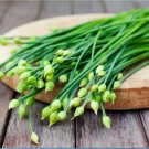 600 Count Vegetable Chinese Garlic Chives Seeds Green Onion Scallion