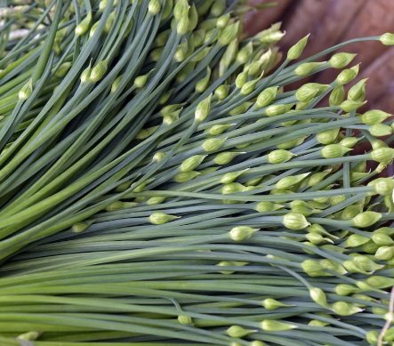 1200 Count Vegetable Chinese Garlic Chives Seeds Green Onion Scallion