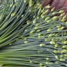 1200 Count Vegetable Chinese Garlic Chives Seeds Green Onion Scallion