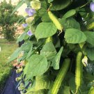 10 Count Vegetable Asparagus Goa Beans Sigarilyas Chathura Payar Đậu Rồng