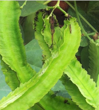 30 Count Vegetable Asparagus Goa Beans Sigarilyas Chathura Payar &Auml;�&aacute;&ordm;&shy;u R&aacute;&raquo;�ng