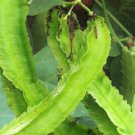 30 Count Vegetable Asparagus Goa Beans Sigarilyas Chathura Payar Đậu Rồng