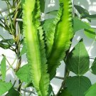 180 Count Vegetable Asparagus Goa Beans Sigarilyas Chathura Payar Đậu Rồng