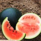 20 Count Vegetable Melon Black Garden Watermelons Seeds