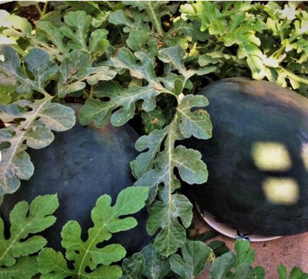 60 Count Vegetable Melon Black Garden Watermelons Seeds
