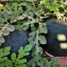 60 Count Vegetable Melon Black Garden Watermelons Seeds