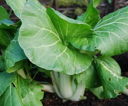 200 Count Vegetable Canton Pak Choi Seeds hoy Chinese Cabbage