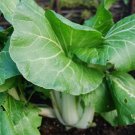 200 Count Vegetable Canton Pak Choi Seeds hoy Chinese Cabbage