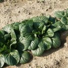 600 Count Vegetable Canton Pak Choi Seeds hoy Chinese Cabbage