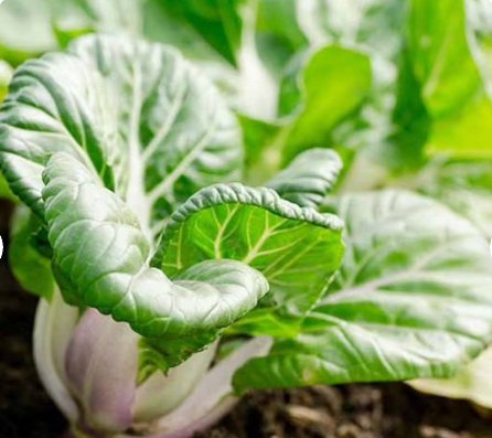 1200 Count Vegetable Canton Pak Choi Seeds hoy Chinese Cabbage