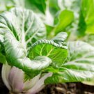 1200 Count Vegetable Canton Pak Choi Seeds hoy Chinese Cabbage