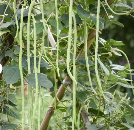 90 Count Vegetable Chinese String Asparagus Pea Cowpea Beans Edamame