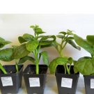 50 Count Vegetable Basella Alba Round Leaf Vining Green Plant Ceylon Alugbati