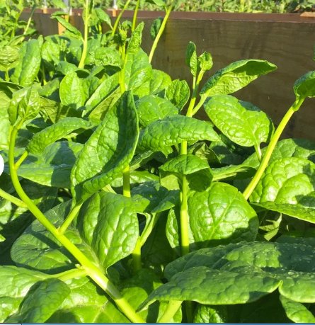 150 Count Vegetable Basella Alba Round Leaf Vining Green Plant Ceylon Alugbati