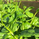 150 Count Vegetable Basella Alba Round Leaf Vining Green Plant Ceylon Alugbati