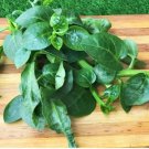 300 Count Vegetable Basella Alba Round Leaf Vining Green Plant Ceylon Alugbati
