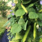 10 Count Vegetable Angled Asparagus Goa Beans Sigarilyas Chathura Payar