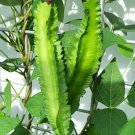 30 Count Vegetable Angled Asparagus Goa Beans Sigarilyas Chathura Payar