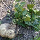 20 Count Vegetable Common Yam Bean Root Potato Turnip Asian Mexican