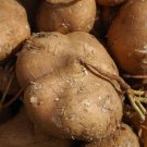 120 Count Vegetable Common Yam Bean Root Potato Turnip Asian Mexican