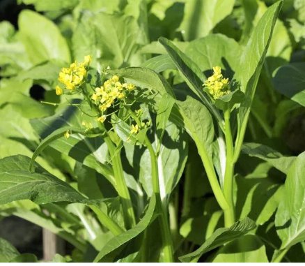 200 Count Vegetable Yu Choy Sum Seeds Broccoli Bok Choy Cantonese Cabbage