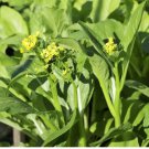 200 Count Vegetable Yu Choy Sum Seeds Broccoli Bok Choy Cantonese Cabbage