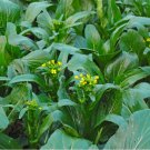 600 Count Vegetable Yu Choy Sum Seeds Broccoli Bok Choy Cantonese Cabbage