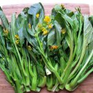 1200 Count Vegetable Yu Choy Sum Seeds Broccoli Bok Choy Cantonese Cabbage
