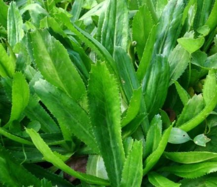 400 Count Vegetable Seeds Benhi Recao Bhandhania Chinese Vietnamese Cilantro