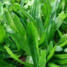 400 Count Vegetable Seeds Benhi Recao Bhandhania Chinese Vietnamese Cilantro