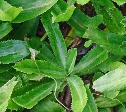 2400 Count Vegetable Seeds Benhi Recao Bhandhania Chinese Vietnamese Cilantro