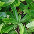 2400 Count Vegetable Seeds Benhi Recao Bhandhania Chinese Vietnamese Cilantro