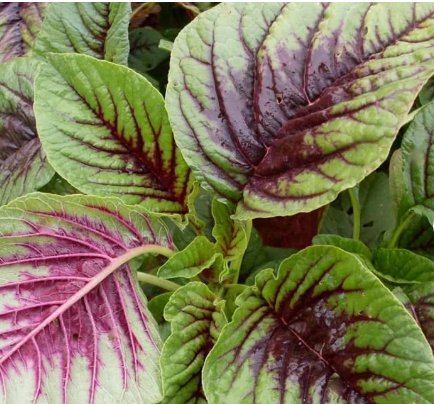 500 Count Vegetable Red Leaf Amaranth Seeds Spinach Yin Choi Xiancai