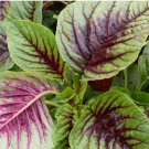 500 Count Vegetable Red Leaf Amaranth Seeds Spinach Yin Choi Xiancai