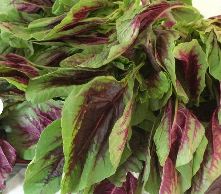 1500 Count Vegetable Red Leaf Amaranth Seeds Spinach Yin Choi Xiancai