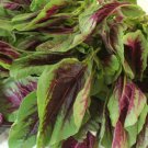 1500 Count Vegetable Red Leaf Amaranth Seeds Spinach Yin Choi Xiancai