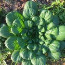 200 Count Vegetable Tatsoi Mustard Green Seeds Chinese Greens Bok Choy