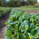 600 Count Vegetable Tatsoi Mustard Green Seeds Chinese Greens Bok Choy