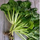 1200 Count Vegetable Tatsoi Mustard Green Seeds Chinese Greens Bok Choy