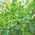500 Count Vegetable Egyptian Spinach Seeds Corchorus Olitorius Jew's Jute Mallow