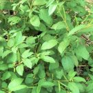 1500 Count Vegetable Egyptian Spinach Seeds Corchorus Olitorius Jew's Jute Mallow