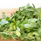 3000 Count Vegetable Egyptian Spinach Seeds Corchorus Olitorius Jew's Jute Mallow