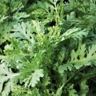200 Count Vegetable Garland Chrysanthemum Greens Seeds Spinach Asian