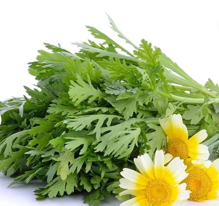 600 Count Vegetable Garland Chrysanthemum Greens Seeds Spinach Asian